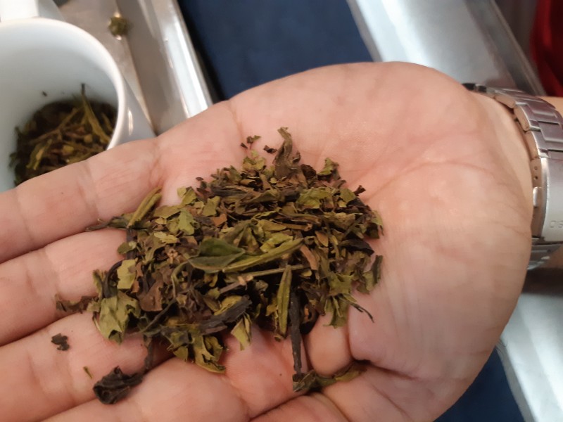 將臺灣山茶做成有機烏龍茶