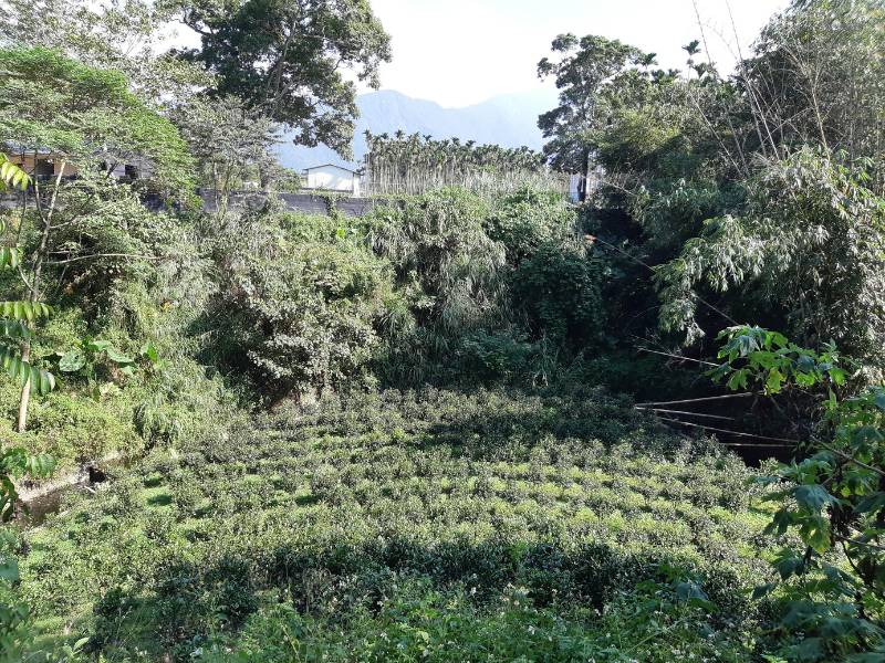 位在南投魚池鄉的有機茶園(臺茶十八號)