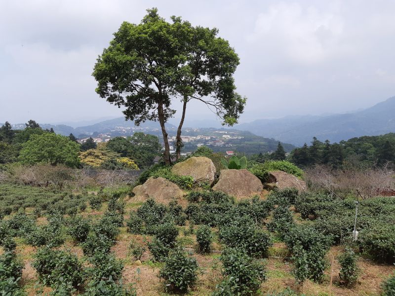 種植金萱的臺大有機茶園