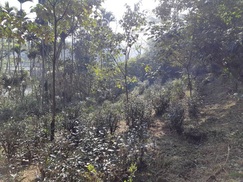 位在鹿谷小半天的野放茶園