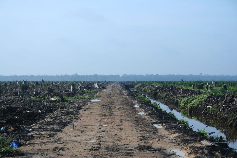 印尼蘇門答臘一處泥炭地，被清空植被並抽乾水轉為農地(Hayden, WC)。