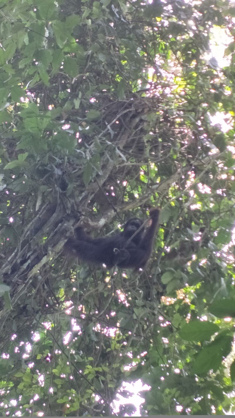 在京納巴當岸河流域的哥曼東岩洞遇見野生紅毛猩猩