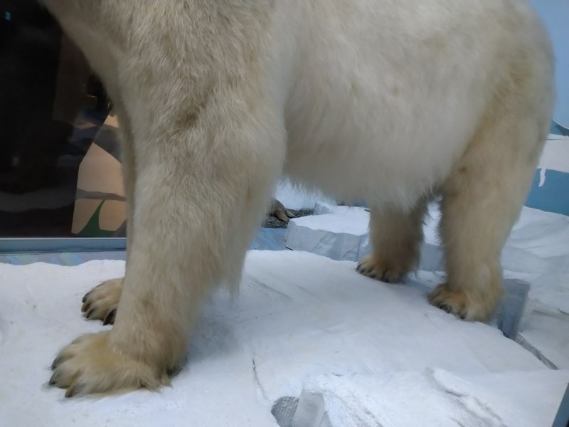 熊爪下的雪泥，成為辨識北極熊性別和個體的好材料。