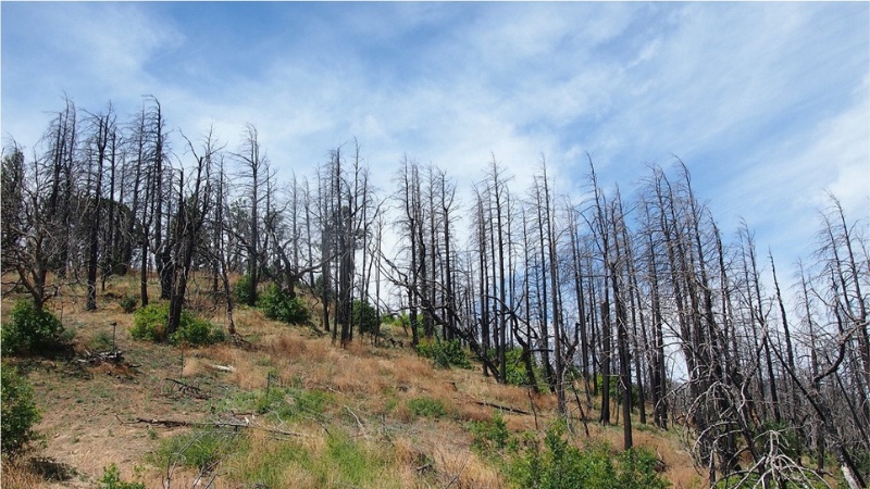 大火後2年的森林，可見樹木基部開始抽芽復甦。 圖/黃俞菱 攝
