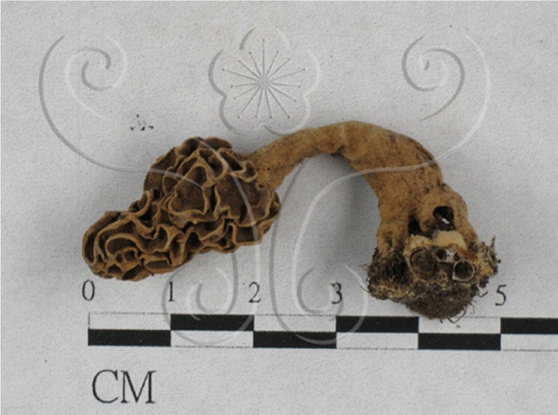 高羊肚菌之標本照，圖／國立自然科學博物館
