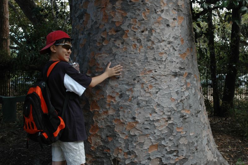 貝殼杉巨木，這些巨木在植物園的栽種歷史都非常悠久，也見證墨爾本植物園的成長歷史。