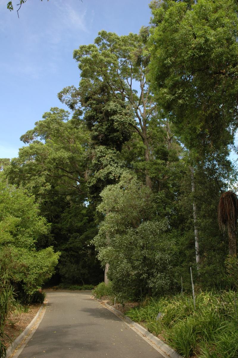 植物園專區展示澳洲大陸最具代表的桉樹屬(Eucalyptus)植物,本屬許多植物都非常高大,是造紙纖維重要的用材植物。