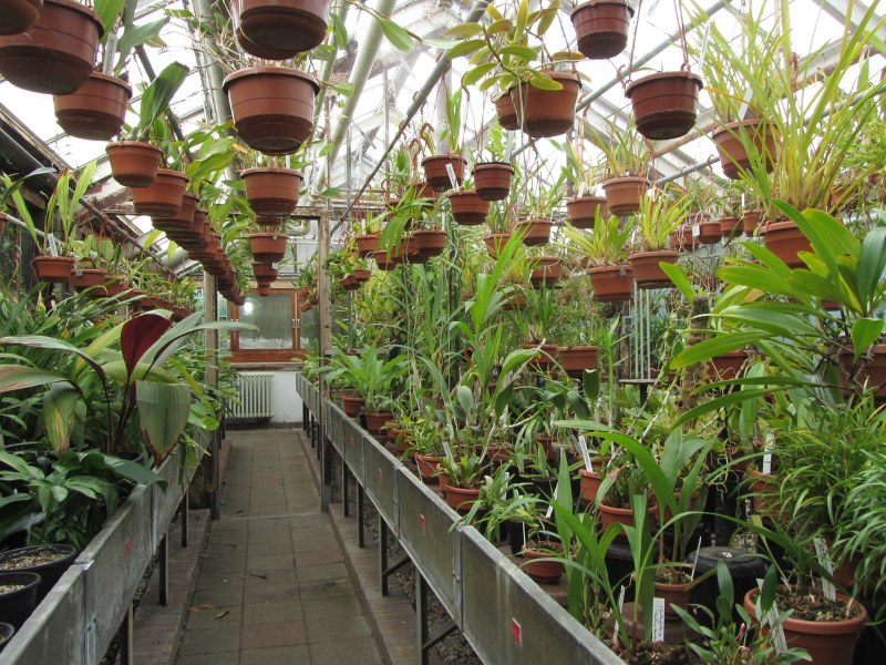 熱帶溫室種滿了蘭科植物