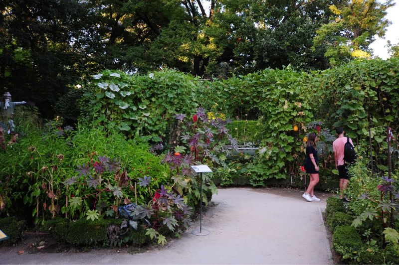 藥用、食用植物展示