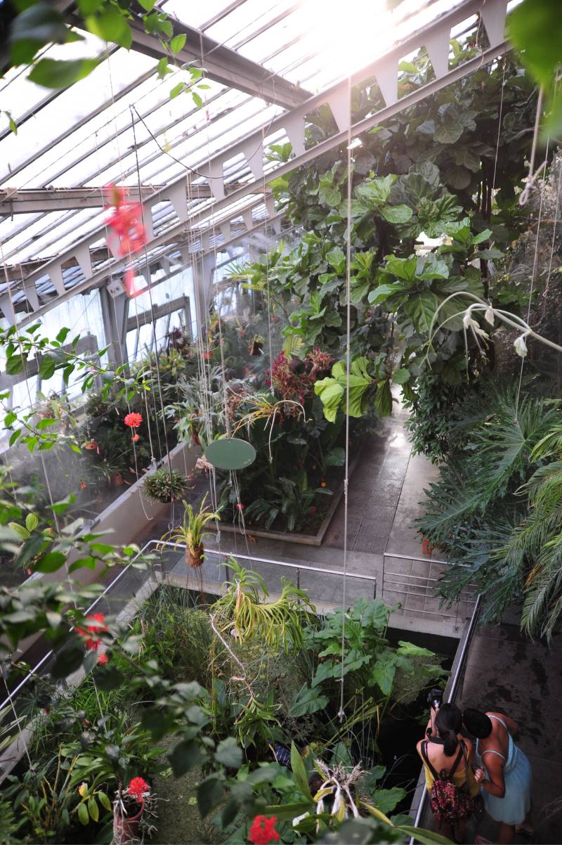 溫室中雨林植物展示