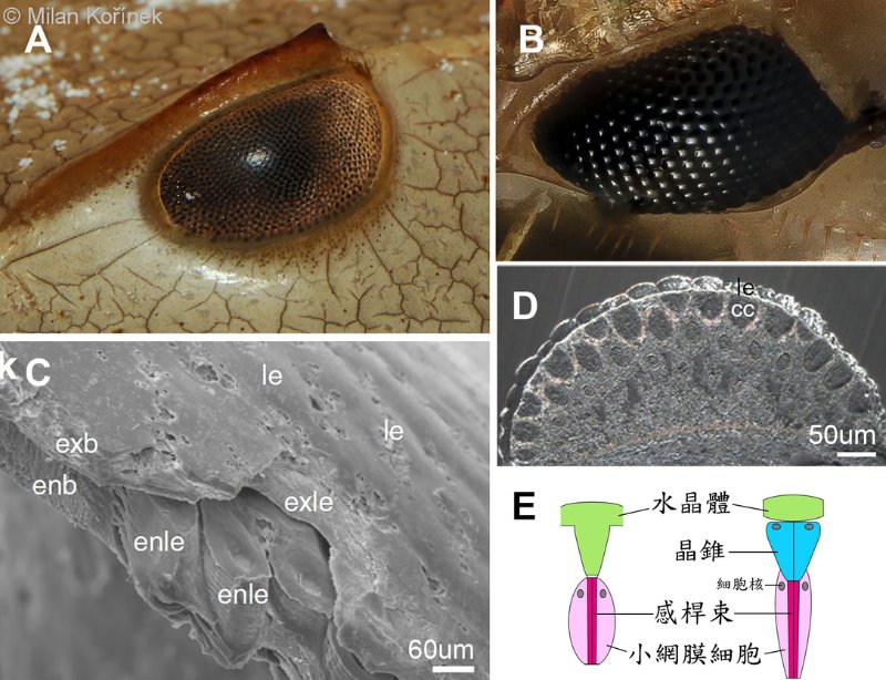 現生節肢動物的兩種複眼類型：A 鱟（螯肢類），B 蚰蜒（有顎類）。C 鱟眼部周圍的蛻皮：exb，眼周的外角質層； exle，水晶體的外角質層；enle，水晶體的內角質層（具錐狀突起）；enb，眼周的內角質層。D 蚰蜒複眼縱切面：le，水晶體；cc，晶錐。E 螯肢類（左）和有顎類（右）小眼示意圖。（A 取自Milan Kořínek / https://www.biolib.cz/en/image/id170262/；B 取材自USGS Bee Inventory and Monitoring Lab；C, D, E 改材自Scholtz, G. et al., 2019 ）