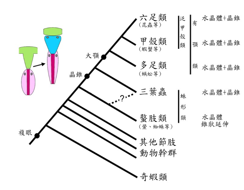 節肢動物的簡化支序圖。顯示了複眼演化的關鍵特徵。具有晶錐的複眼很可能在朝向三葉蟲及有顎類譜系的演化路途中出現，使得三葉蟲成為有顎類的姊妹群。關於三葉蟲系統發育位置的另一假說：即三葉蟲與螯肢類為姊妹群，共同隸屬於蛛形類，用虛線表示。（改自Scholtz, G. et al., 2019）