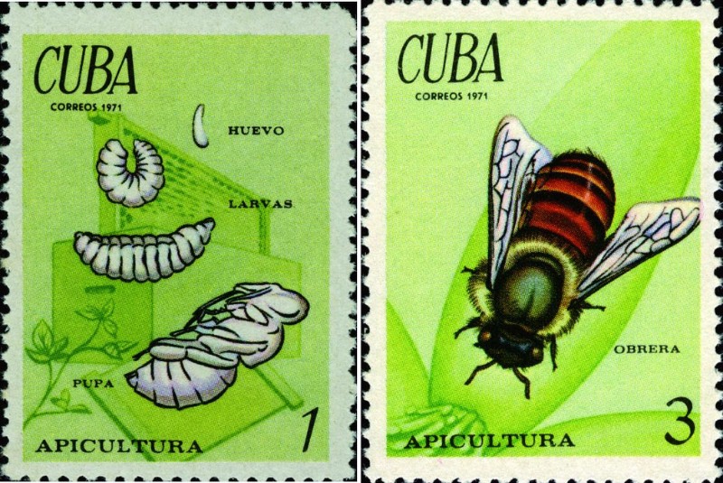 古巴郵票上蜜蜂的卵、幼蟲、蛹及成蟲。