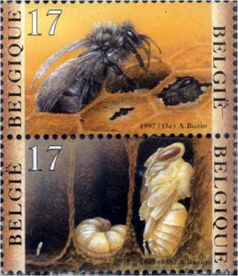比利時發行的展示蜂房縱切面的郵票