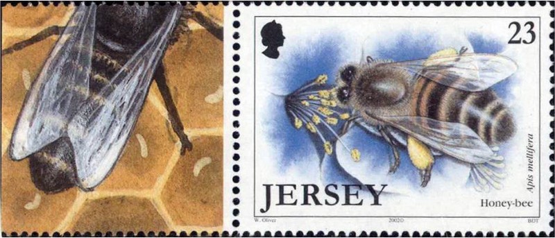 2002年澤西島蜜蜂郵票的邊紙上，蜂王正在蜂房內產卵。