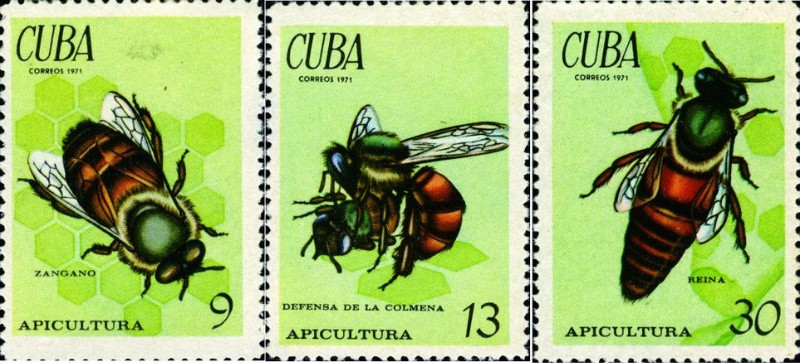 古巴郵票上的雄蜂(左)、擔任防禦工作的工蜂(中)及蜂王(右)。