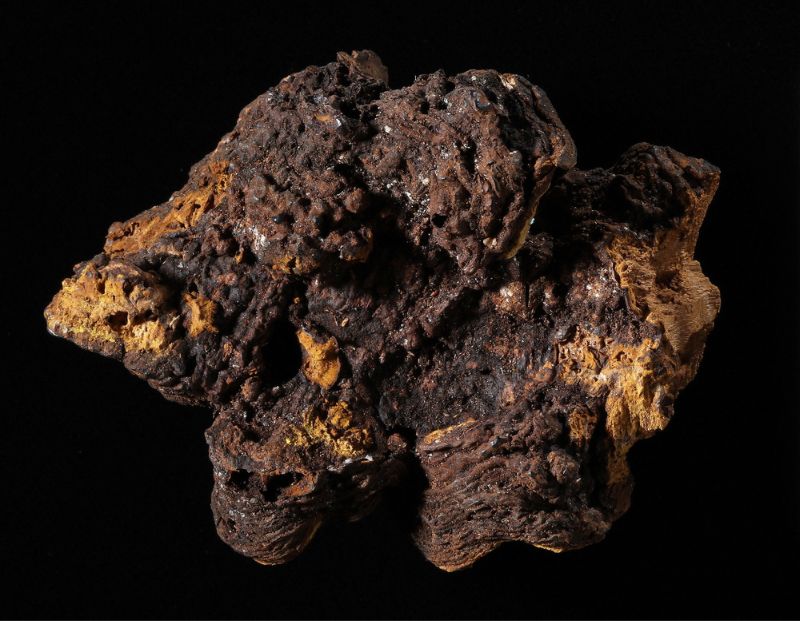 臺灣產桑樹葉孔菌Phylloporia mori