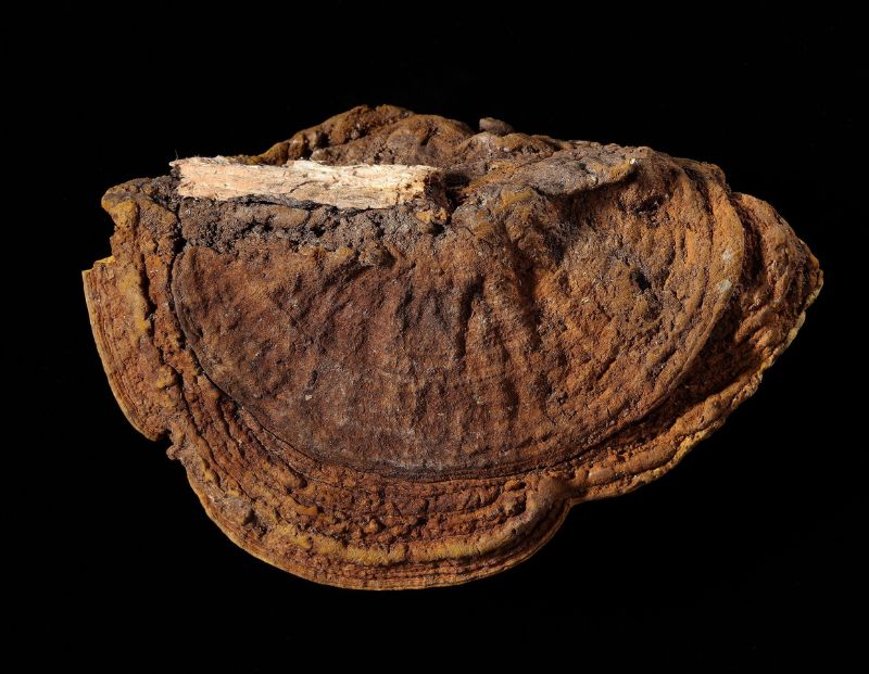 臺灣產臺灣纖孔菌Inonotus taiwanensis