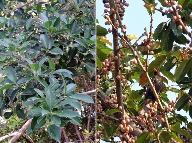 榕樹的枝葉(左)與吸引紅嘴黑鵯造訪的雀榕隱花果