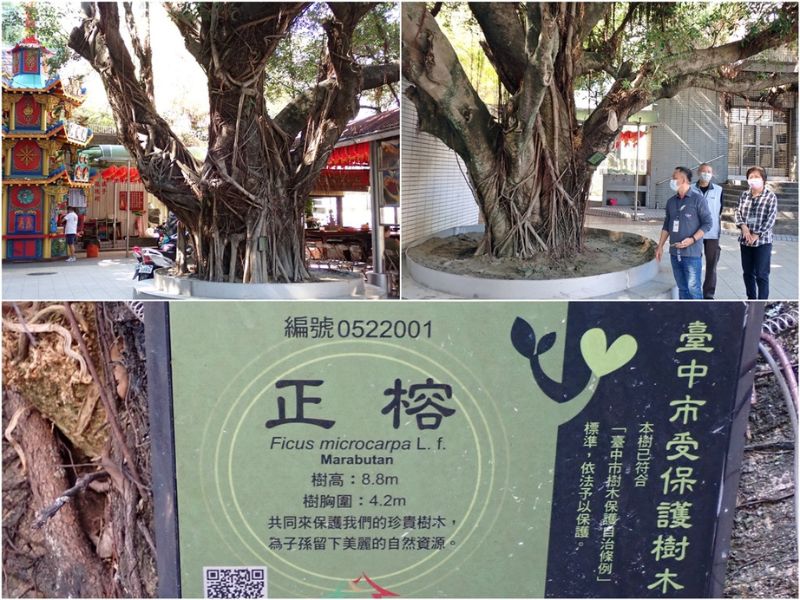 乾溝仔福德祠前的兩棵受保護樹木(上)與臺中市政府設置的受保護樹木名牌(下)