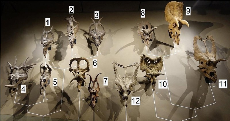 圖1. 猶他州自然歷史博物館的角龍類(Ceratopsidae)的系譜搭配12件複製標本展示。角龍類主要分為兩大類：尖角龍類(Centrosaurinae，圖中的第1至第7件標本)與開角龍類(Chasmosaurinae，圖中的第8至第12件標本，開角龍類的鼻角較短、額角較長、頭盾較長，眾所皆知的三角龍就屬此類)。01: 前彎角野牛龍(Einiosaurus procurvicornis, MOR 456與MOR 373的複製品)；02: 拉庫斯塔厚鼻龍(Pachyrhinosaurus lakustai，TMP 1986.55.258的複製品)；03: 霍氏河神龍(Achelousaurus horneri，MOR 845的複製品)；04: 亞伯達戟龍(Styracosaurus albertensis的複製品)；05: 腔盾尖角龍(Centrosaurus apertus，AMNH 5239的複製品)；06: 提氏大鼻角龍(Nasutoceratops titusi，UMNH VP 16800)；07: 伊頓惡魔角龍(Diabloceratops eatoni，UMNH VP 16699)；08: 華麗準角龍(Anchiceratops ornatus，NMC 8535的複製品)；09: 恐怖三角龍(Triceratops horridus，TCM 2001.93.1的複製品)；10: 理查森華麗角龍(Kosmoceratops richardsoni，UMNH VP 17000的複製品)；11: 大角科阿拉韋角龍(Coahuilaceratops magnacuerna，CPC 276的複製品)；12: 貝氏開角龍(Chasmosaurus belli，ROM 843的複製品)。AMNH: 美國紐約美國自然史博物館；CPC: 墨西哥科阿韋拉州古生物蒐藏庫；MOR: 美國蒙大拿州洛磯博物館；NMC: 加拿大渥太華國家自然博物館 ；ROM與TMP: 加拿大亞伯達省皇家泰勒爾古生物博物館；TCM: 美國印第安納波利斯兒童博物館；UMNH: 美國猶他州自然史博物館 (Credit: Dr. Jens Lallensack)。