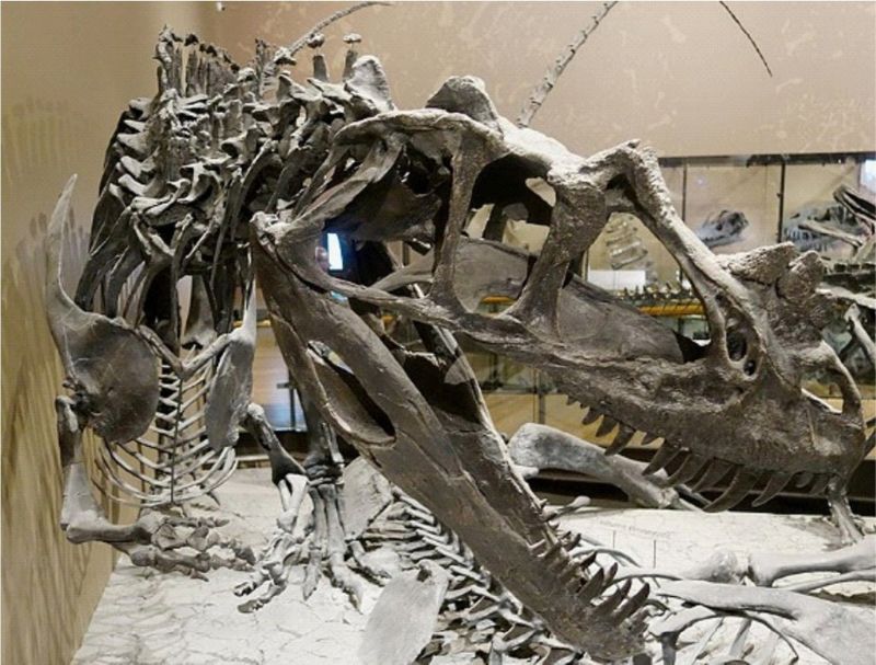 發現自猶他州克利夫蘭勞埃德恐龍石礦場(Cleveland-Lloyd Dinosaur Quarry)的角鼻龍(Ceratosaurus)化石複製品