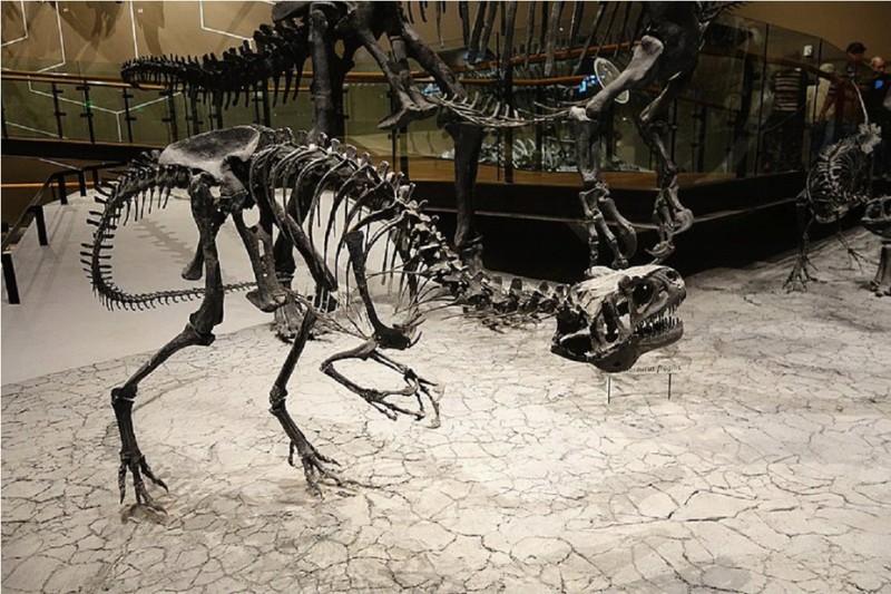 一件出土自猶他州的脆弱異特龍標本複製品(Allosaurus fragilis)，為異特龍類中的模式種，亦為猶他州的州龍(State dinosaur)。