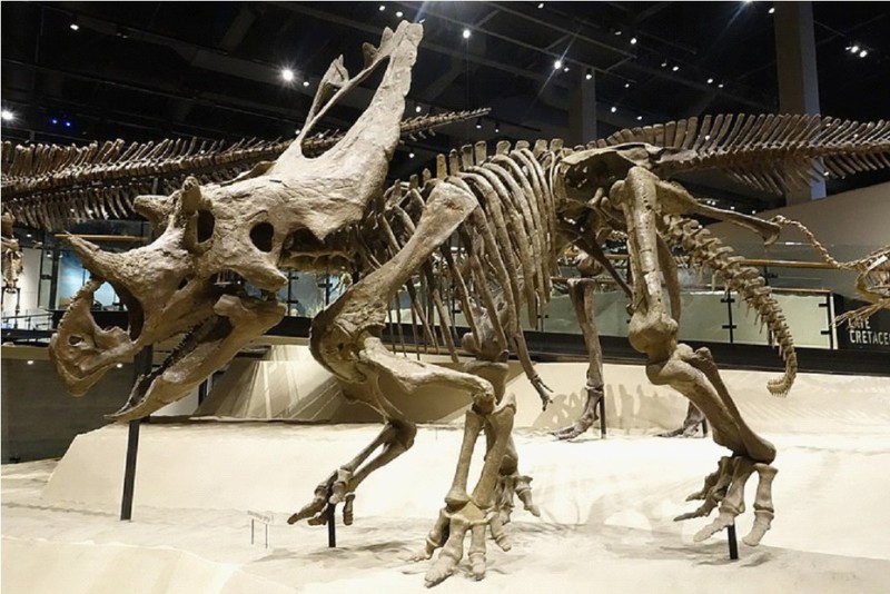 一件出土自猶他州的猶他角龍(Utahceratops)化石標本
