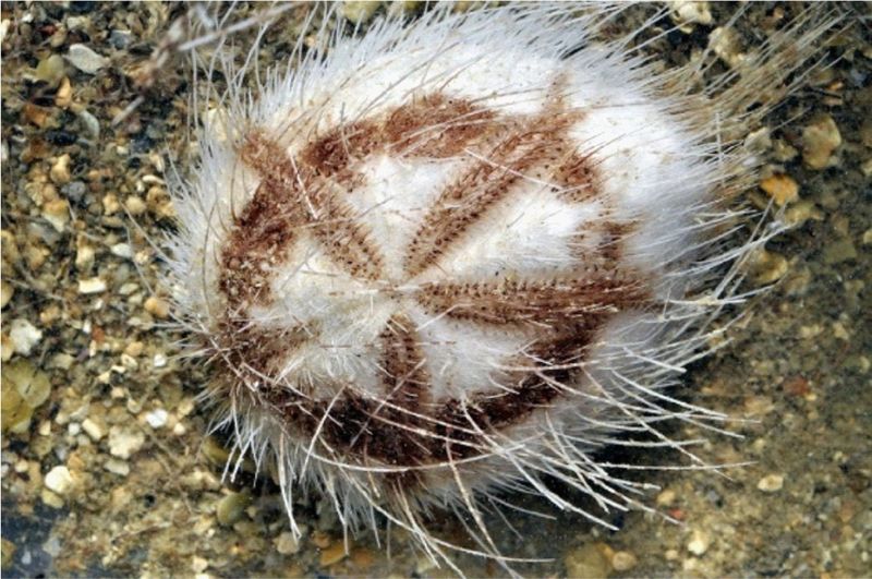 扁仙壺海膽帶刺標本反口面