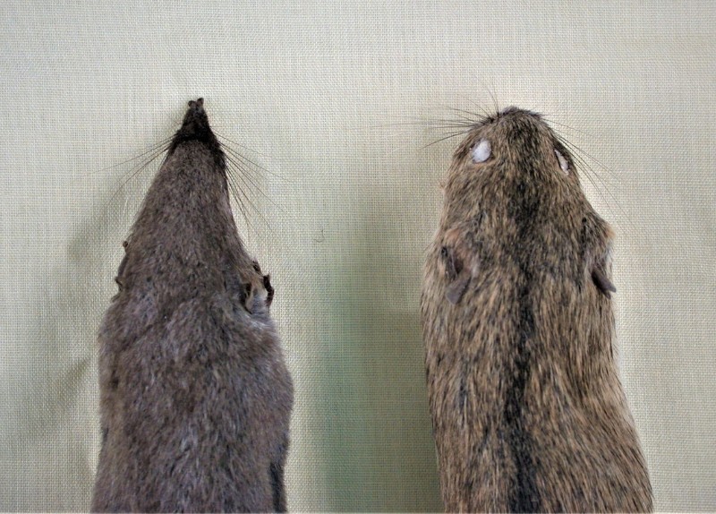 鼩鼱(左)的吻端尖細，鼠類的比較鈍圓(錢鼠與赤背條鼠標本照)。