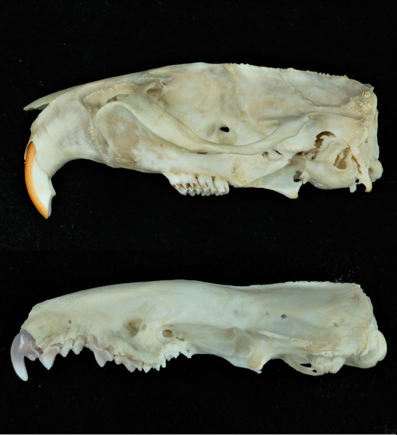 鬼鼠(上，55mm)臼齒寬平，而錢鼠(一種鼩鼱，頭骨長31mm)臼齒尖銳。