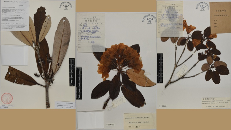 採自雲南地區的杜鵑花屬植物標本