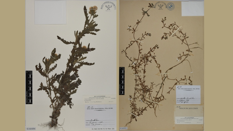 矢野勢吉郎於1896～1897年採自臺灣的植物標本