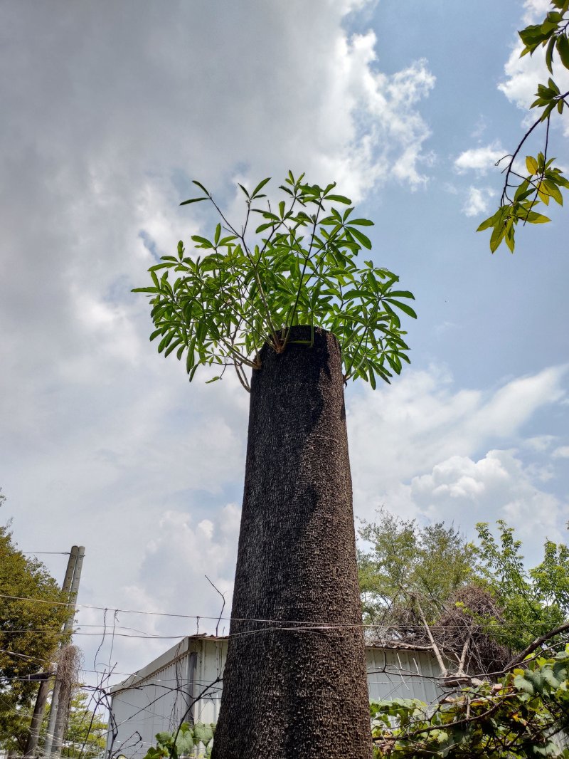 被斷頭式修剪的黑板樹，不僅嚴重傷害樹木的健康，未來仍有公安上的威脅。