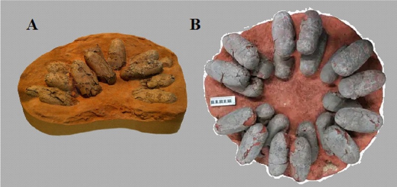 (A)美國自然史博物館在1923年於蒙古戈壁沙漠發現的竊蛋龍蛋窩（原先被認為是原角龍的）。注意該蛋窩是底面朝上，因此在早期竊蛋龍的蛋窩重建圖中，經常出現蛋是向中央傾斜的版本。但事實上竊蛋龍蛋窩中的蛋是向周邊傾斜，如圖1(B)所示。
