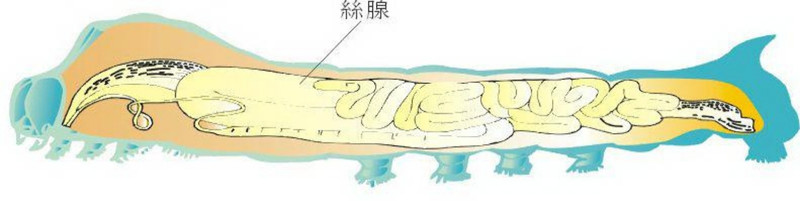吐絲期幼蟲體內最大的器官即為絹絲腺 (顧世紅 提供)
