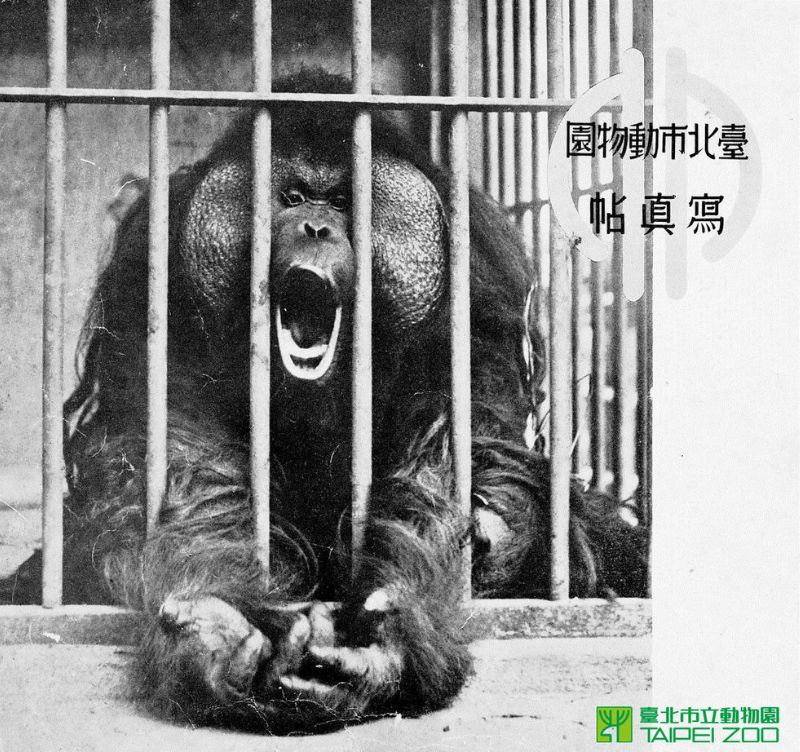 日殖時期圓山動物園的紅毛猩猩：一郎(臺北市立動物園)