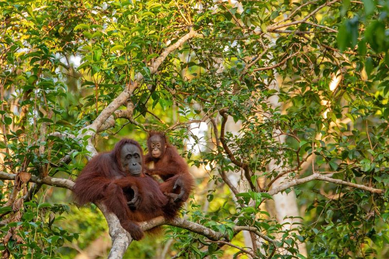 紅毛猩猩育幼時間極長，母親和小孩關係緊密 (Pixabay, CC)