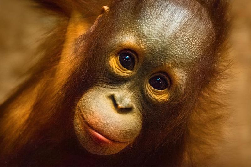 紅毛猩猩寶寶很像人類的小孩，卻為牠們帶來悲慘的命運(Pikist, CC)