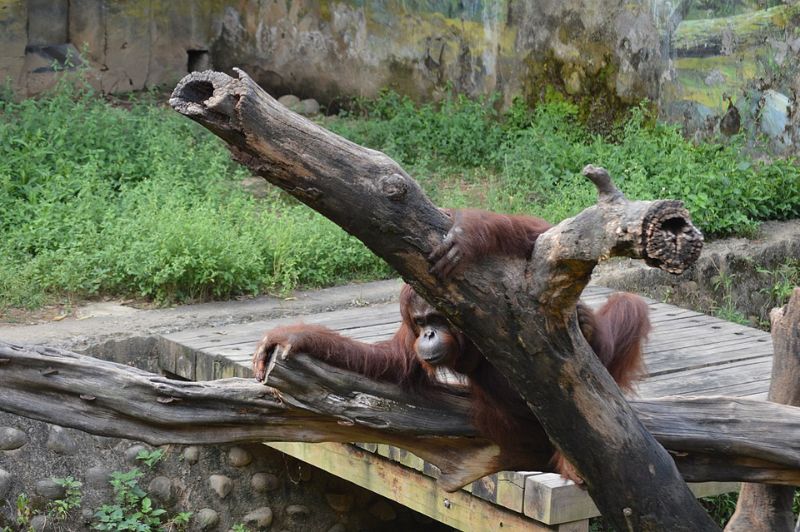 新竹市動物園的「猿瑞」貝比也是來自民間走私後轉送，於今年年初過世。動物園決定將其製成標本繼續陪伴市民，以發揮教育功能，本館與該園合作拍攝了標本製作過程的影片(Wikimedia CC)