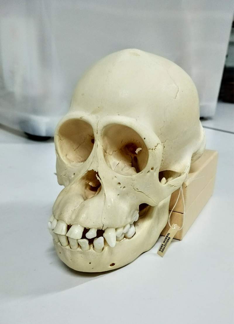 館藏的婆羅洲紅毛猩猩幼體頭骨標本