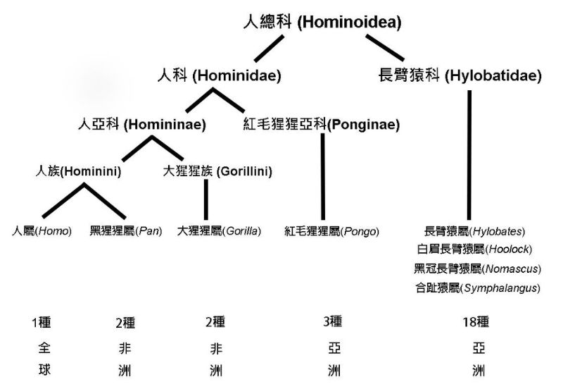 現生人總科靈長類分類、多樣性與分布，紅毛猩猩為人科下的紅毛猩猩亞科。人科的8種通稱為大猿(great apes)。