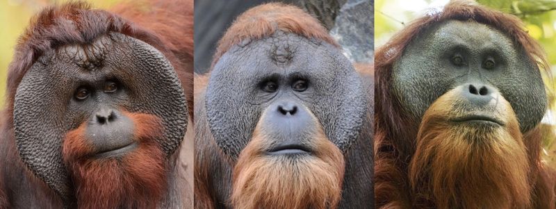 (左起)婆羅洲紅毛猩猩、蘇門答臘紅毛猩猩、塔巴努里紅毛猩猩，這些具有巨大肉頰(flange)的是優勢的成熟雄性(Wikimedia CC)