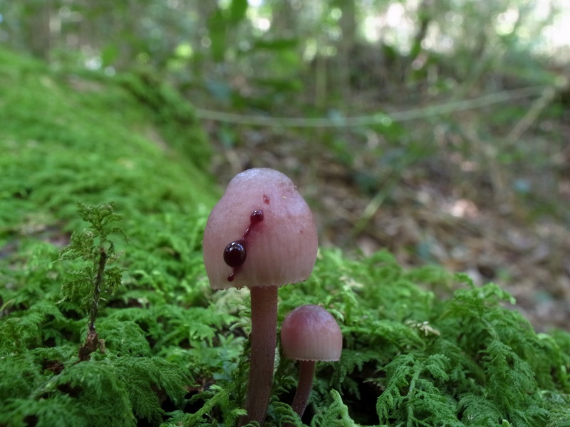 紅紫柄小菇