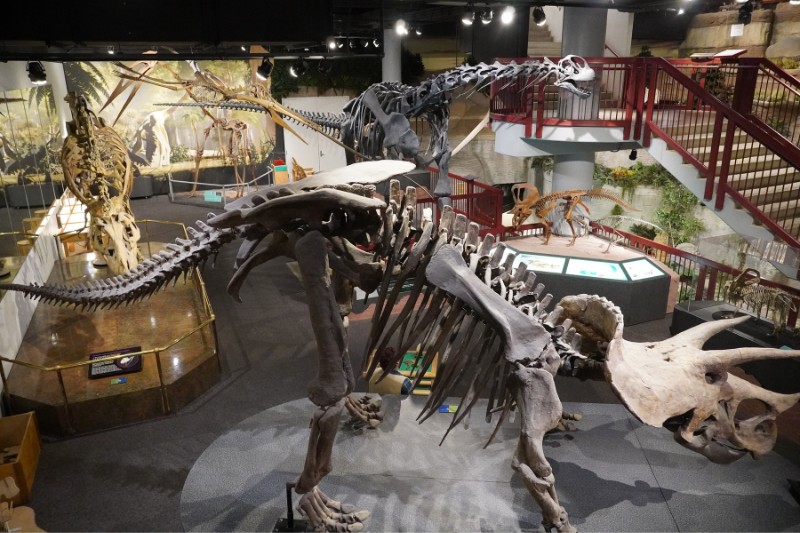 亞利桑那州自然史博物館的恐龍展區，就在恐龍谷展示區的旁邊，展示許多大型爬行動物的標本，例如三角龍、霸王龍與腕龍。