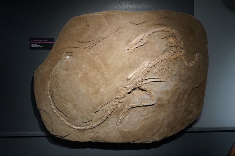 一件出土自新墨西哥州幽靈墳場(Ghost Ranch)晚三疊世的腔骨龍(Coelophysis)化石標本。牠是新墨西哥的州龍，也是目前已知最早的恐龍之一。