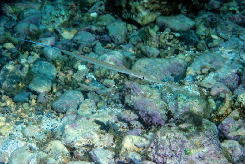 身體細長的管口魚以魚卵為食