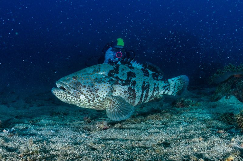 大型石斑魚是獅子魚的主要天敵之一