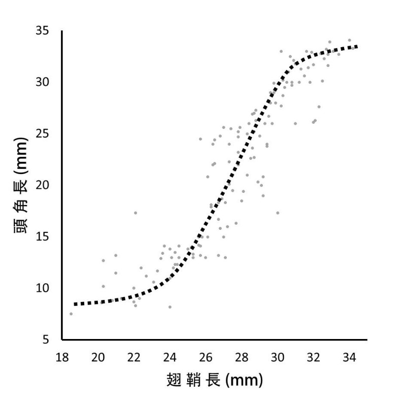 異速生長示意圖,以翅鞘長代表身體大小。例如翅鞘在24mm以下個體多半為小角型,且犄角隨體長改變幅度不大;24mm以上多半為大角型,又以24-30mm左右的個體角長與翅鞘比例最大;30mm以上個體雖然都是大角,但角長與翅鞘的比例又變小(仿自Eberhard)。