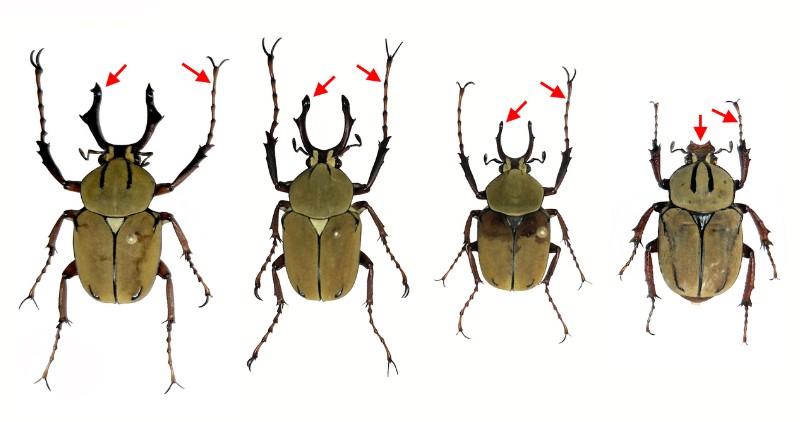 角金龜有性別雙態(最右為雌蟲，餘為雄蟲，注意箭頭所示處的差異)，雄蟲頭角有雙表型(左邊兩隻為大角型，右2為小角型)，且為異速生長，但前足長度則否。